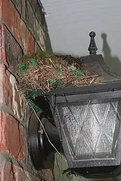 Nest amidst human habitat