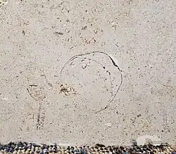 Fine cross section of a Linoproductus.