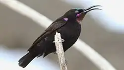 black sunbird with glossy green on the top of the head and glossy purplish-pink on the throat and shoulder