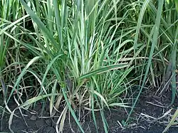 Sugarcane grassy shoot disease