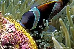 A.&nbsp;latezonatus showing orange dorsal fin