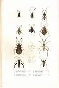 Plate 4 from: C.J.-B. Amyot and J. G. Audinet-Serville (1843). Histoire naturelle des insectes. Hémiptères. Paris, Librairie encyclopédique de Roret.