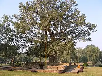 Anandabodhi tree in Jetavana monastery.