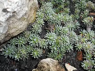 A. vitaliana subsp. praetutiana