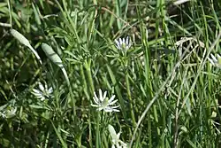 Flowers and flower buds in Williamson County, Texas
