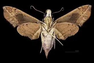 Angonyx testacea ♀ △