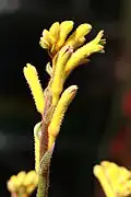 Anigozanthos 'Rambubona'.[13]