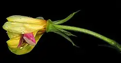 Pink wing tips reveal Schinia florida in the flower of the evening primrose.