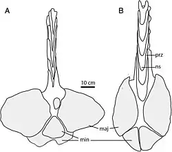 Diagrams of two tail clubs