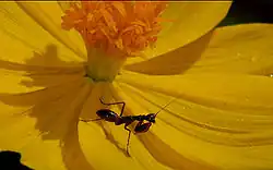 Some mantis nymphs mimic ants to avoid predators.