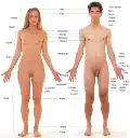 Labels of human body features displayed on images of actual human bodies, from which body hair and male facial hair have been removed