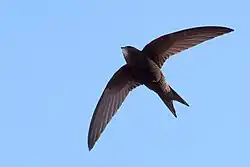 A Common Swift flying in Barcelona, Spain