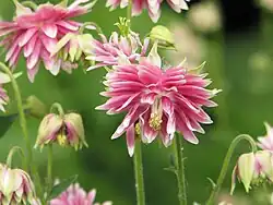 Aquilegia vulgaris Nora Barlow flowers