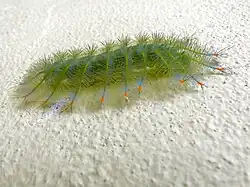 Caterpillar, Malaysia