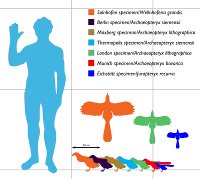 Archaeopteryx sizes ranging between about 25 and 50&nbsp;cm long and between 25 and 60&nbsp;cm in wingspan