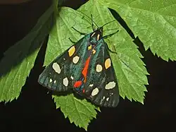Imago