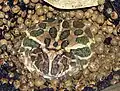 Argentine horned frog Ceratophrys ornata