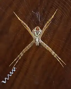 Female juvenile on her web, ventral view, Laos. Visible stabilimentum (web decoration).