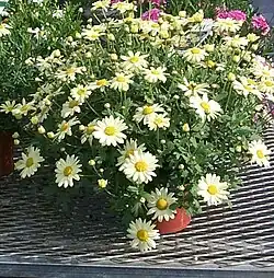 Marguerite Daisy - Argyranthemum frutescens at Proven Winner's trials