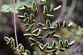 underside of fern frond divided into cordate segments connected by black axes, the black color passing into the base, spores visible but no white powder