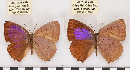 Museum specimen