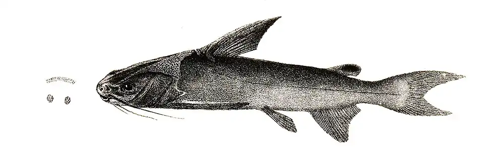 The Threadfin sea catfish is a host for D. manteri