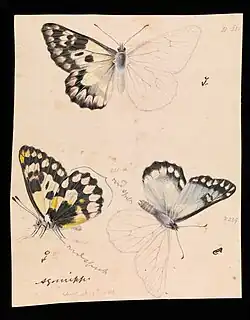 Illustration of Wood White Butterfly