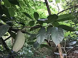 Branch of tree in the forest, with thick lanceolate leaves coming to a point at the tip