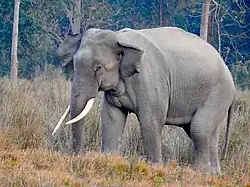 Wild Indian elephants can be seen in hilly areas of Bangladesh