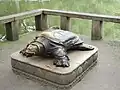 Asian Giant Soft shell Turtle Statue