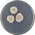 Aspergillus spathulatus growing on CYA plate