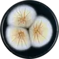 Aspergillus westerdijkiae growing on CYA plate
