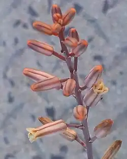 Astroloba corrugata – insect-pollinated flowers