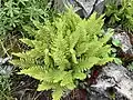 Athyrium distentifolium ssp. americanum