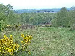 View over uneven country from high ground. In the nearground is some Gorse, inevitably in flower. Down the slope in the midground are the crowns of many trees, in shades of light green. Hazily seen in the far distance the plain between Scunthorpe and Doncaster appears dark blue.