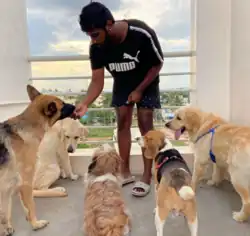 A man giving treats to a large number of dogs.