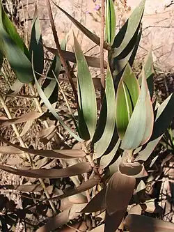 Stalks of a small bamboo with upswept leaves