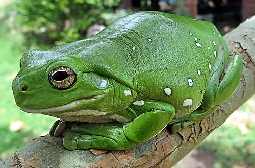 Australian green tree frog (Litoria caerulea)