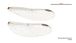 Female wings