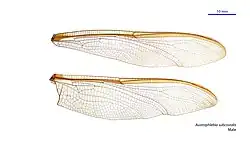 Male wings