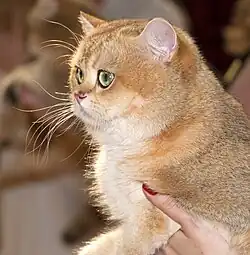 Black golden ticked tabby British Shorthair.