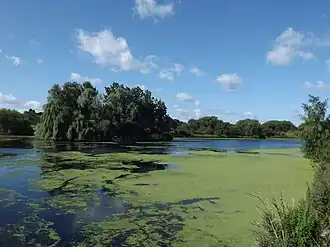 A small lake surrounded by trees