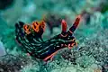 Nembrotha at Anilao Philippines