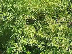 Bamboo, especially calcutta bamboo, is prominent in many parts of this ecoregion