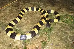 Banded krait in Cat Tien National Park