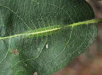 Larva