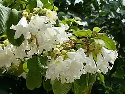 Flowers are usually pendant