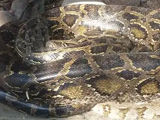 Indian python