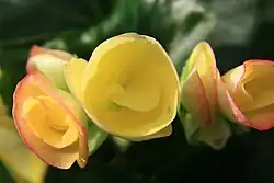 A yellow brushed with red Reiger-type cultivar