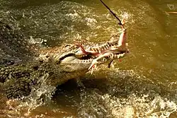 Behavioral enrichment – Feeding